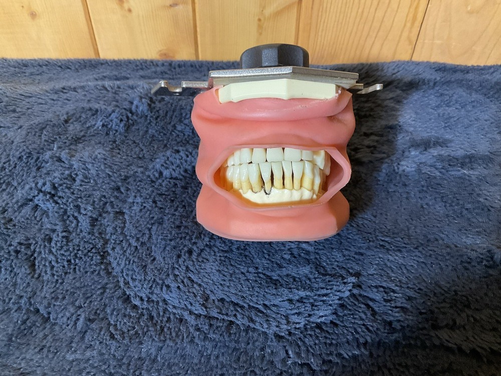Dental Typodont Teeth Model
