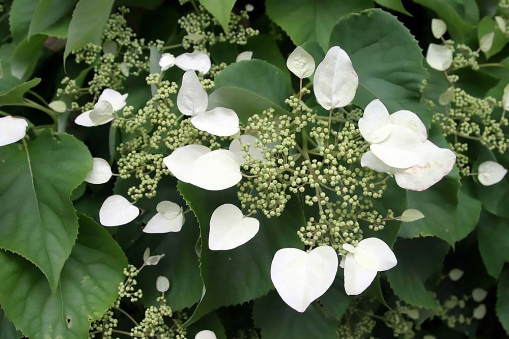 Climbing Hydrangea, Hydrangea anomala petiolaris, Vine Seeds