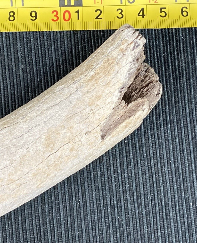 Large Fossil Specimen, Bone, 347mm