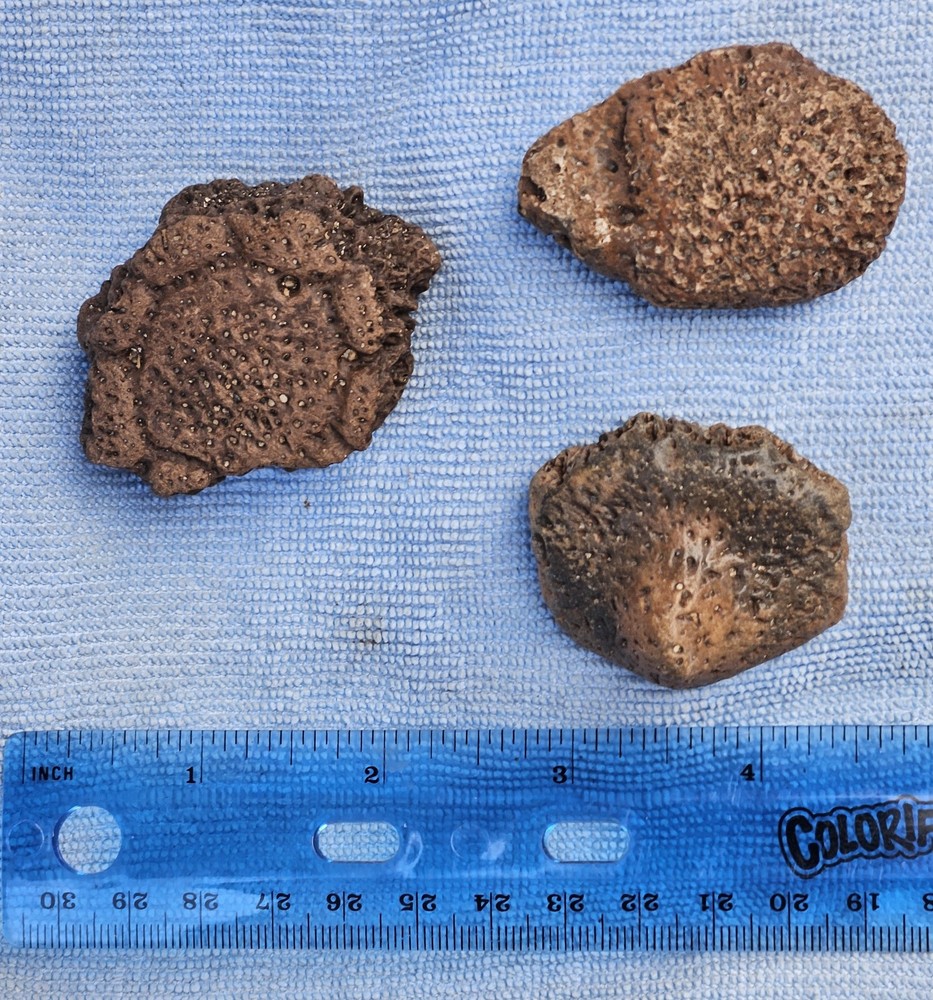 3 Authentic Florida Peace River Glyptodont Osteoderms (Scutes) Fossils 1.75-2"