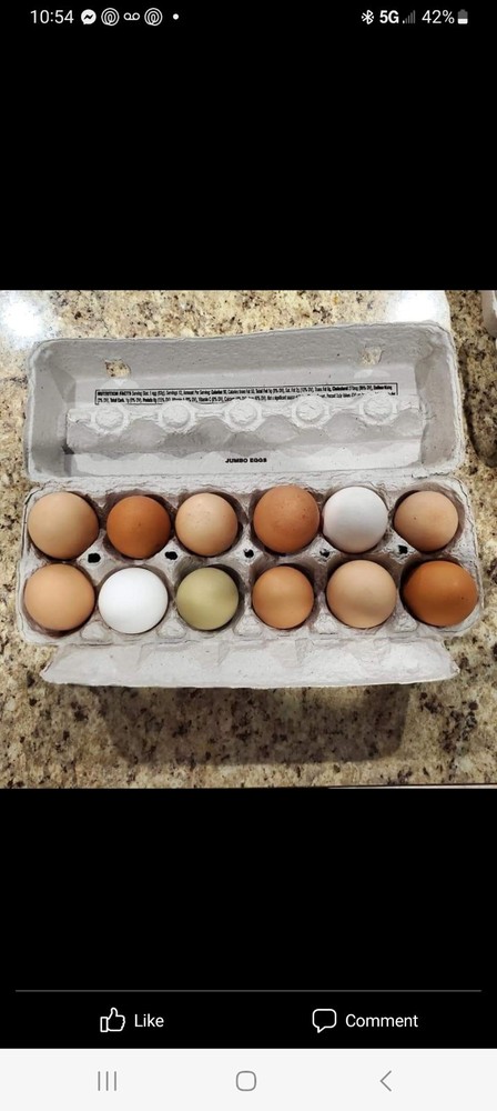 12+ Barnyard Mix Hatching Eggs 🥚