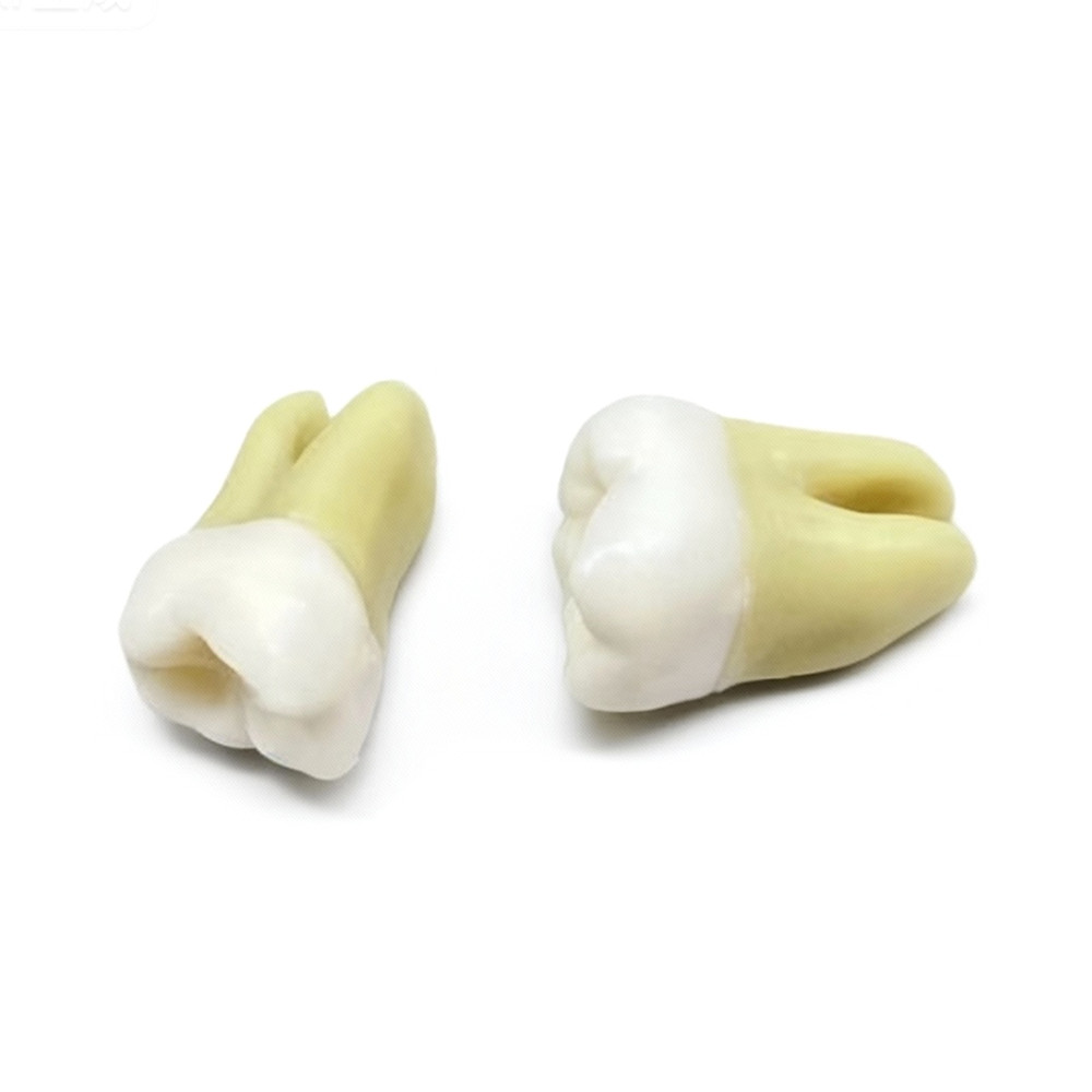 28 Resin Dental Permanent Teeth Study Tooth Model Discrete With Root Simulation