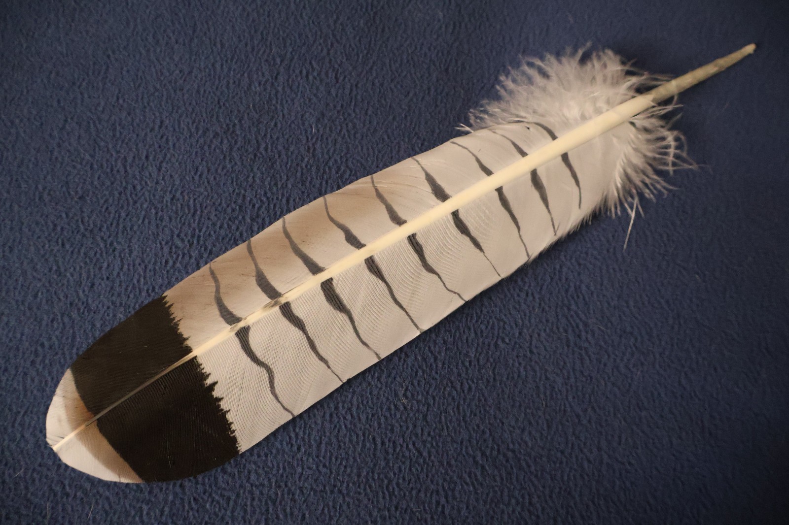 Native American-made the Revered White Tailed Hawk hand painted WhiteTailed Hawk