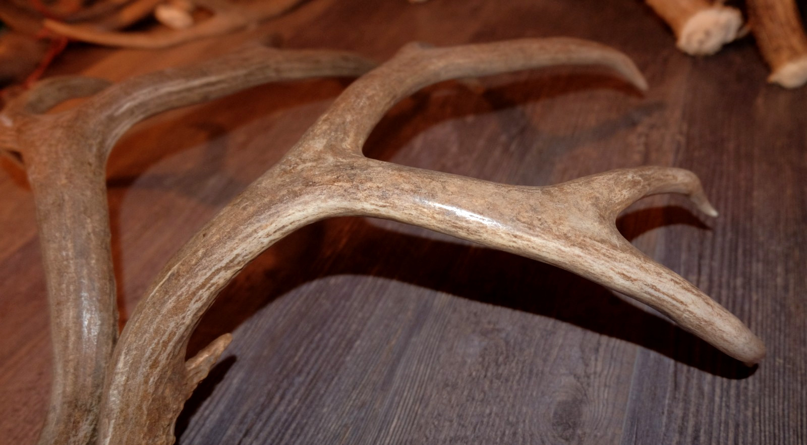 Nice Set Mule Deer Antlers Sheds Taxidermy Mount Cabin Decor Buck Horns