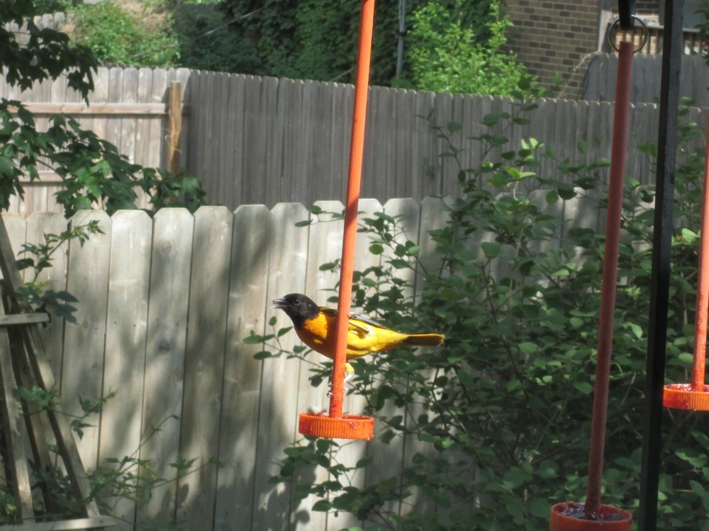 Robin Proof Oriole Feeder.......almost.....read description