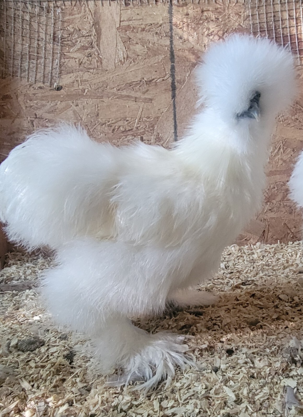 (6) Show Quality Silkie Bearded & Crested Fertile Hatching Eggs, Shipped in Foam