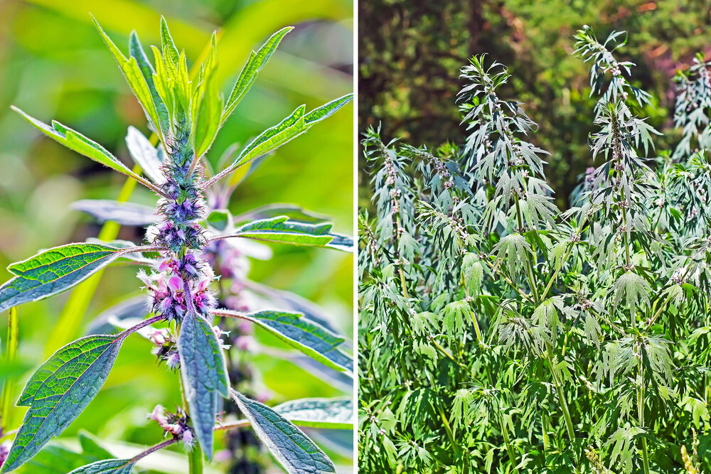 Pure Herbs: HT Combination - 4 oz.