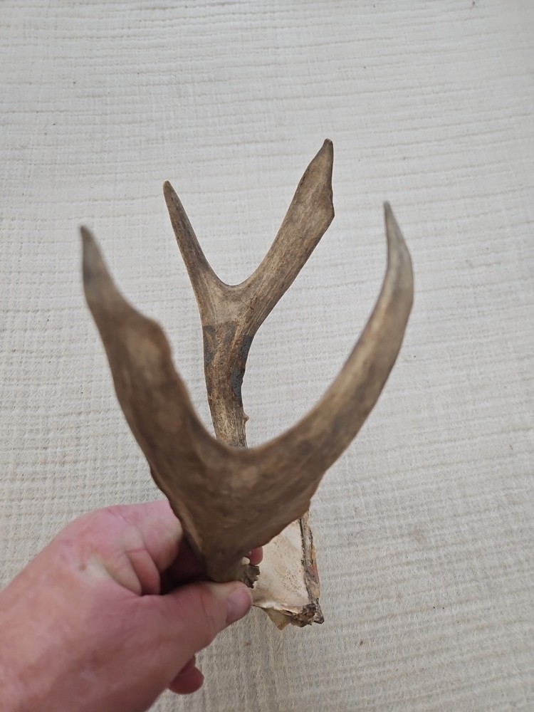 WHITE TAIL DEER ANTLERS
