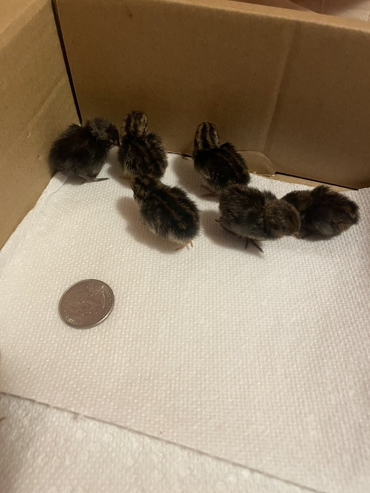 6 Fertile Button Quail Hatching Eggs