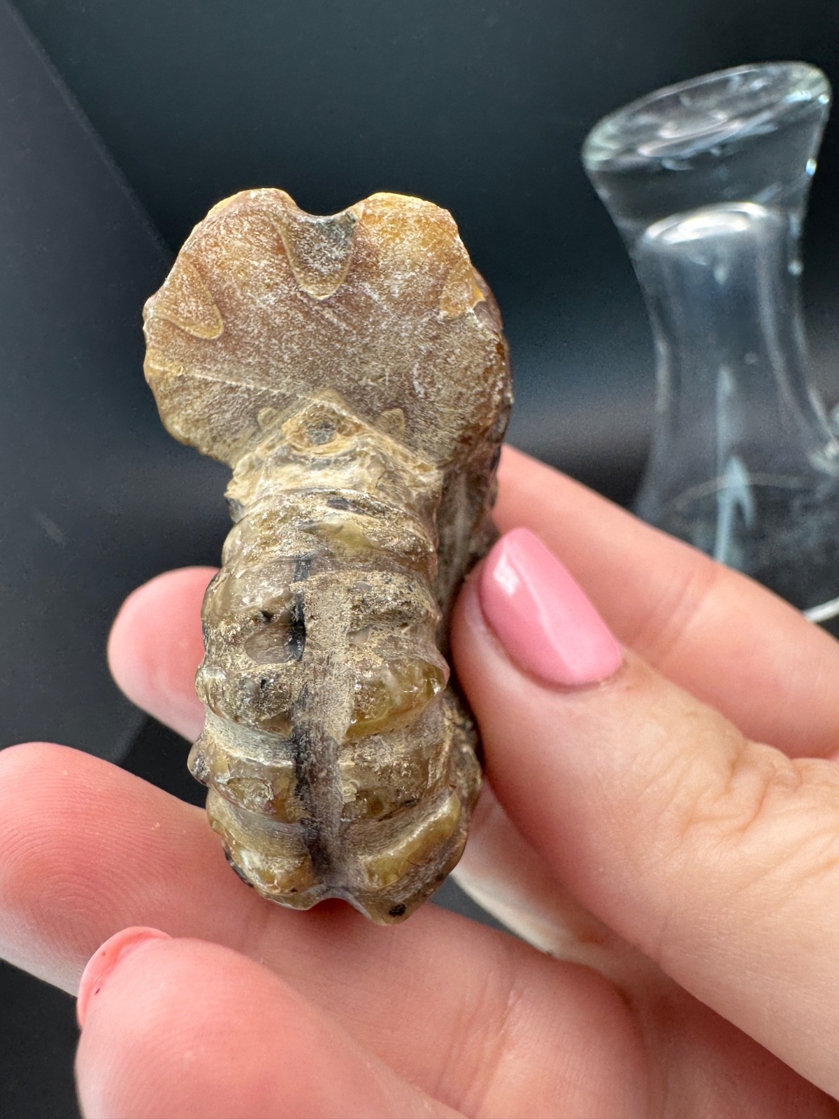 6221 Ribbed Ammonite Fossil with Nice Pattern Madagascar 54g