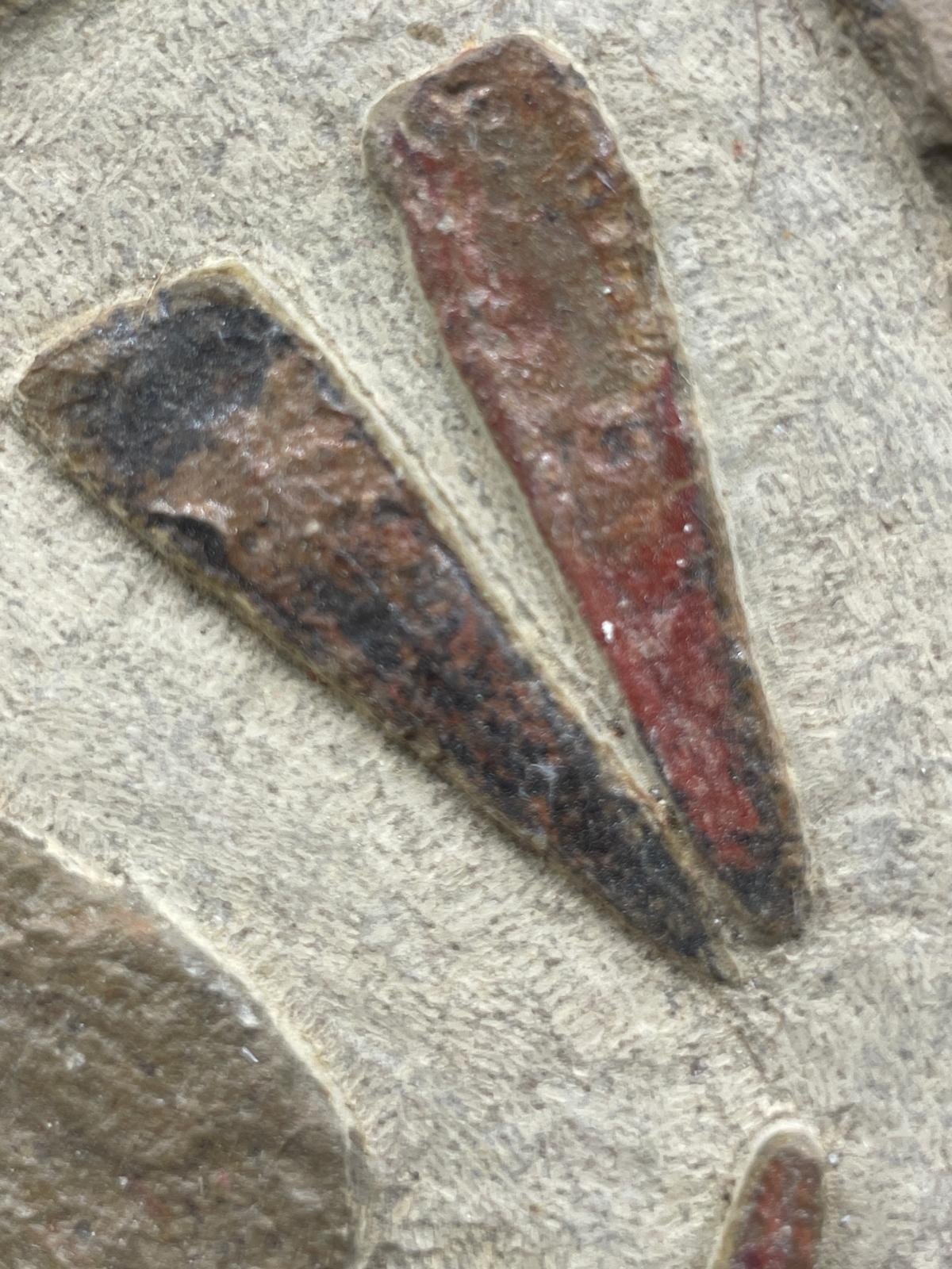 Rare Ordovician Life Plate: Euloma, Orthoceras & Ampyx Association