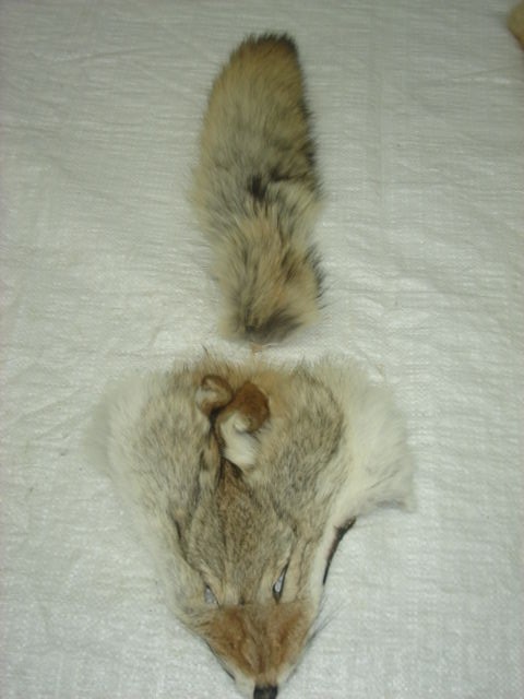 #1 Quality XL Tanned Western Coyote Tail and Face Combo/Fur/Crafts/Real Fur/trap