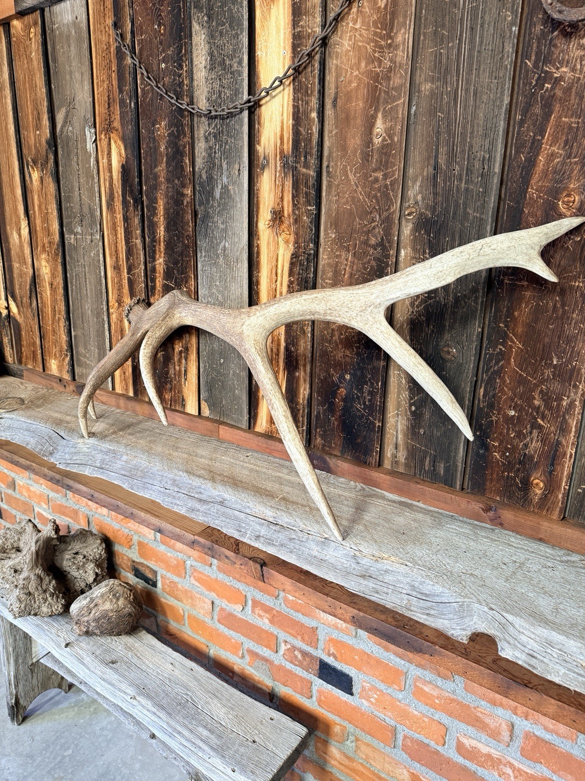 7pt Elk Shed ~ Elk Antler ~ Decor