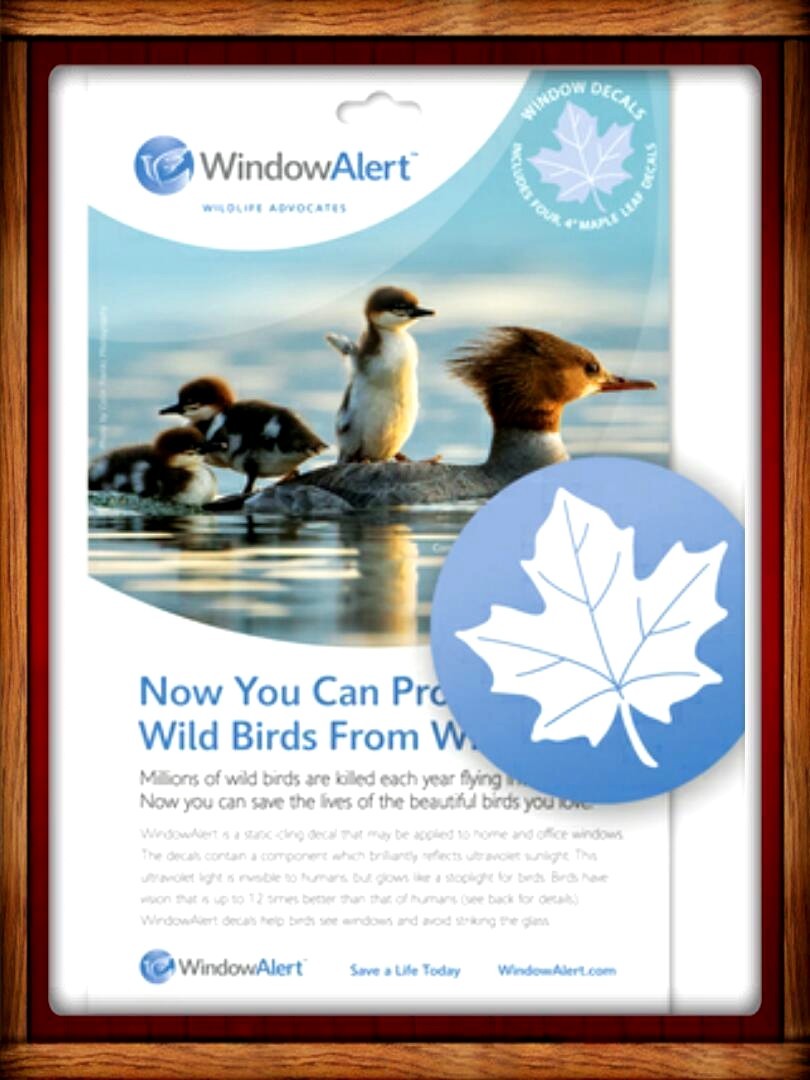 Window Alert ANTI-COLLISION CLINGS MAPLE LEAF DECALS PREVENT WINDOW STRIKES