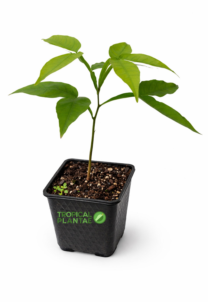 Spanish Lime Tree (Melicoccus bijugatus) – Live Tropical Fruit Tree