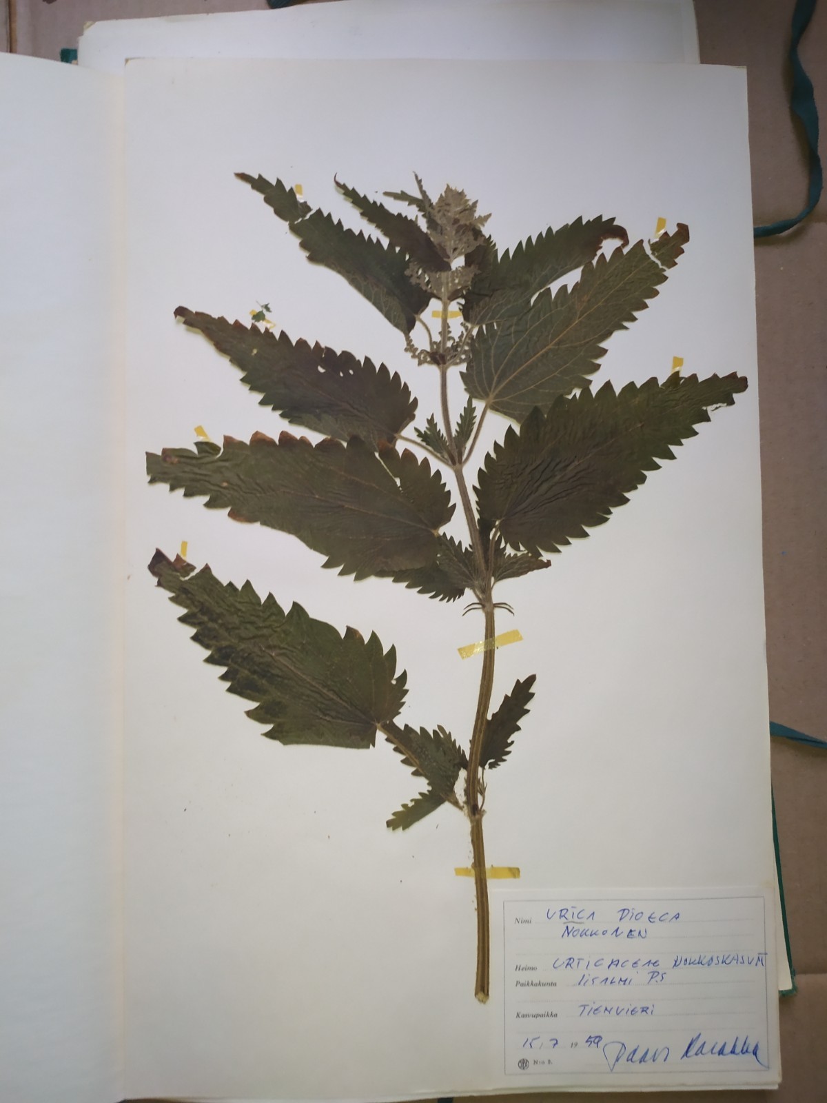 Antique Finnish Herbarium Botanical Pressed Plant specimens scrapbook 60's 50's
