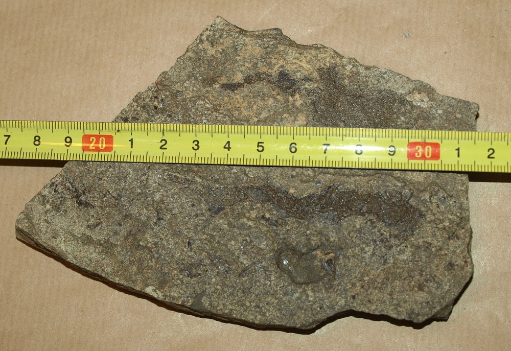 PAIR Paleozoic "Spiny sharks" -Acanthodes lopatini