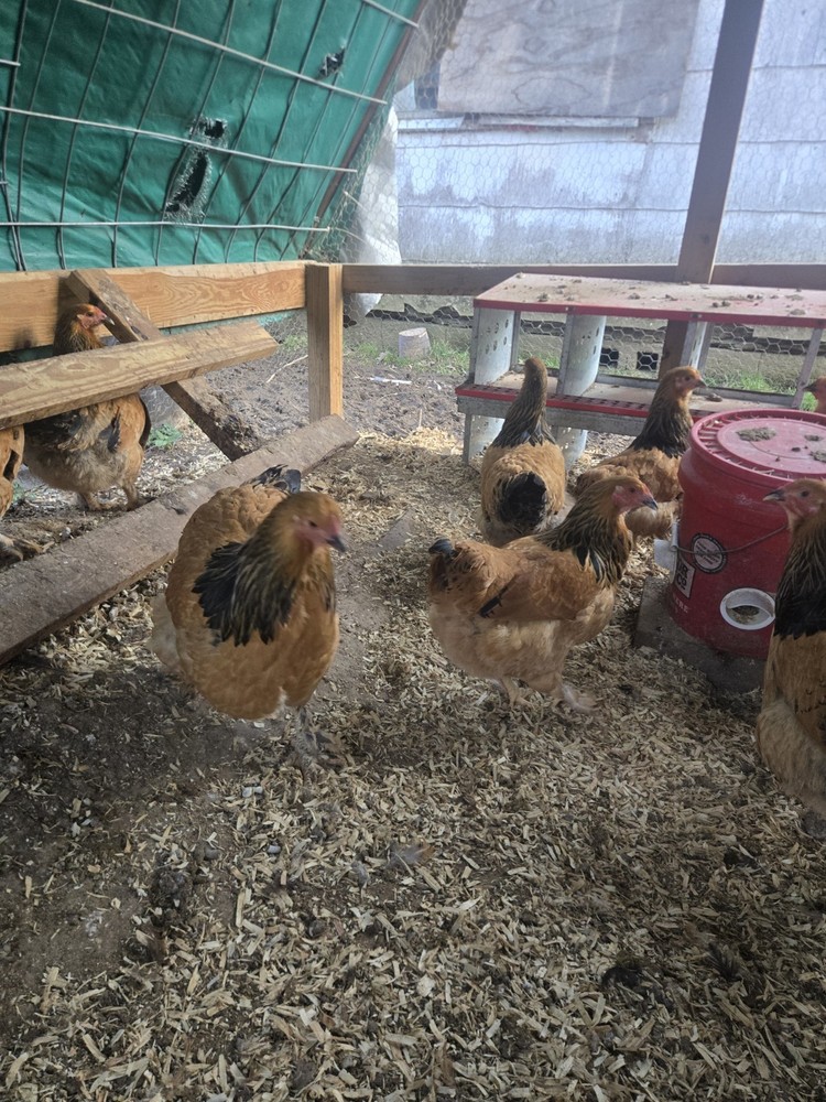 Buff Brahma Hatching Eggs 12 Plus 2 Extra