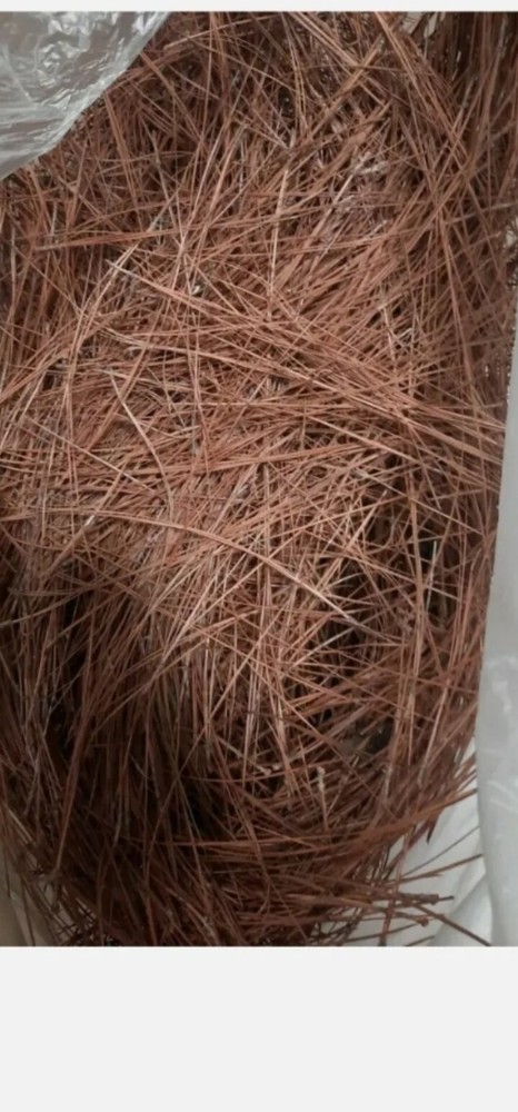 long leaf pine needles