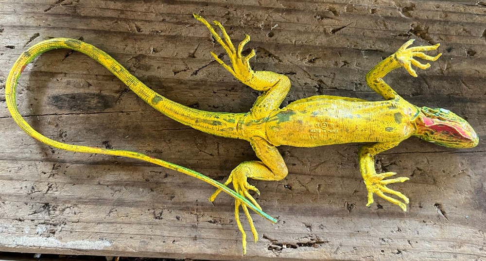 Iguana Baby - AAA