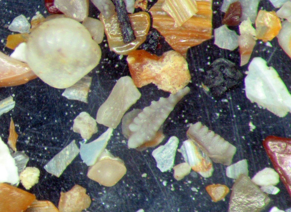 Devonian Kothman Ranch Limestone Conodont shark fish microfossil matrix slide x1