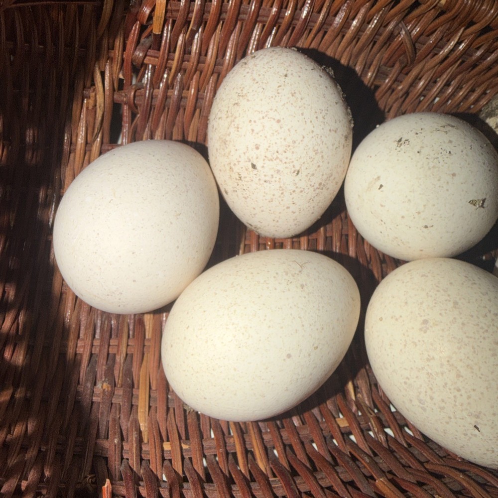 8 Heritage Breed Blue Slate Turkey Hatching Eggs