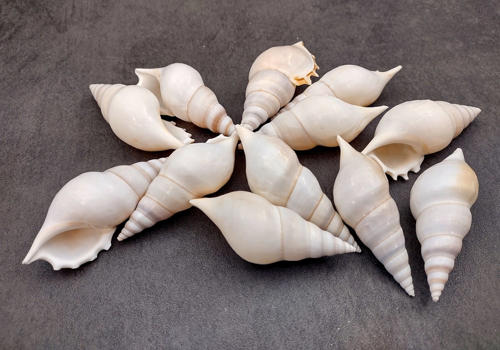 Delicate Tibia Seashell White Tibia Delicatula (3 shells approx. 3+ inches)