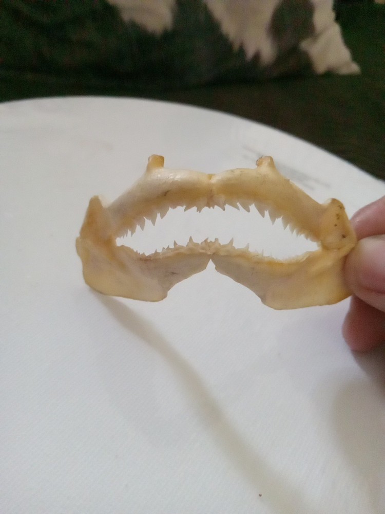 Lizard Sharp Teeth skeleton