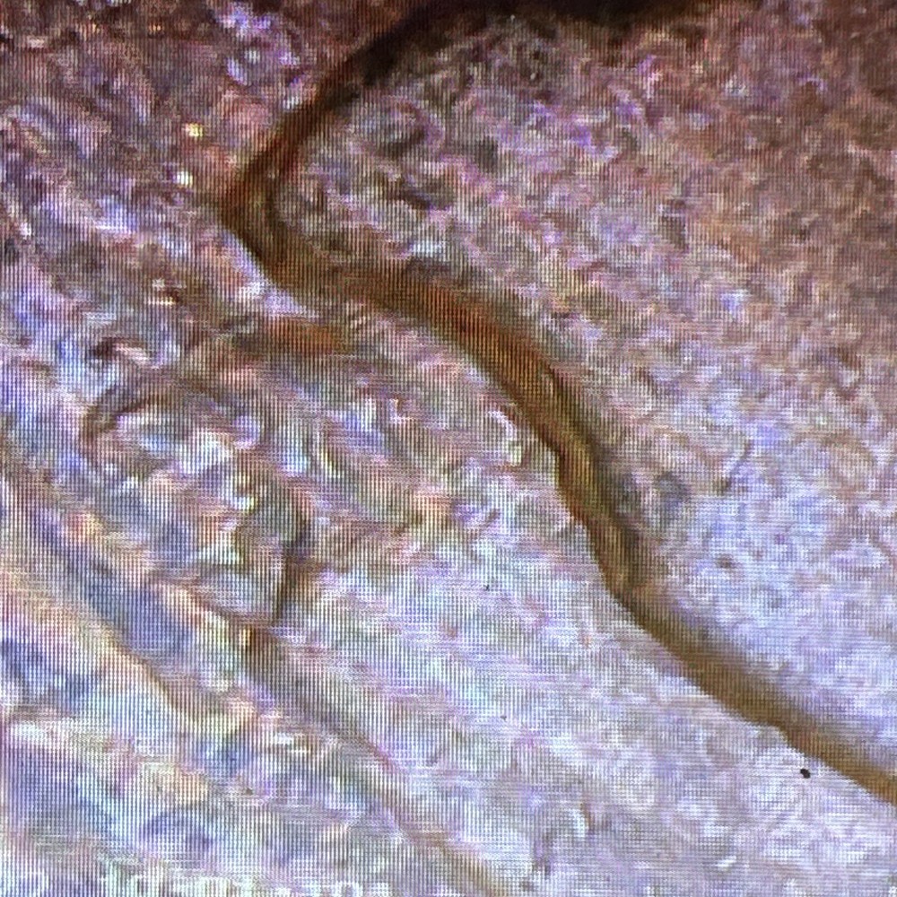 1956 D Lincoln Cent- Obverse Machine Doubling- Error!