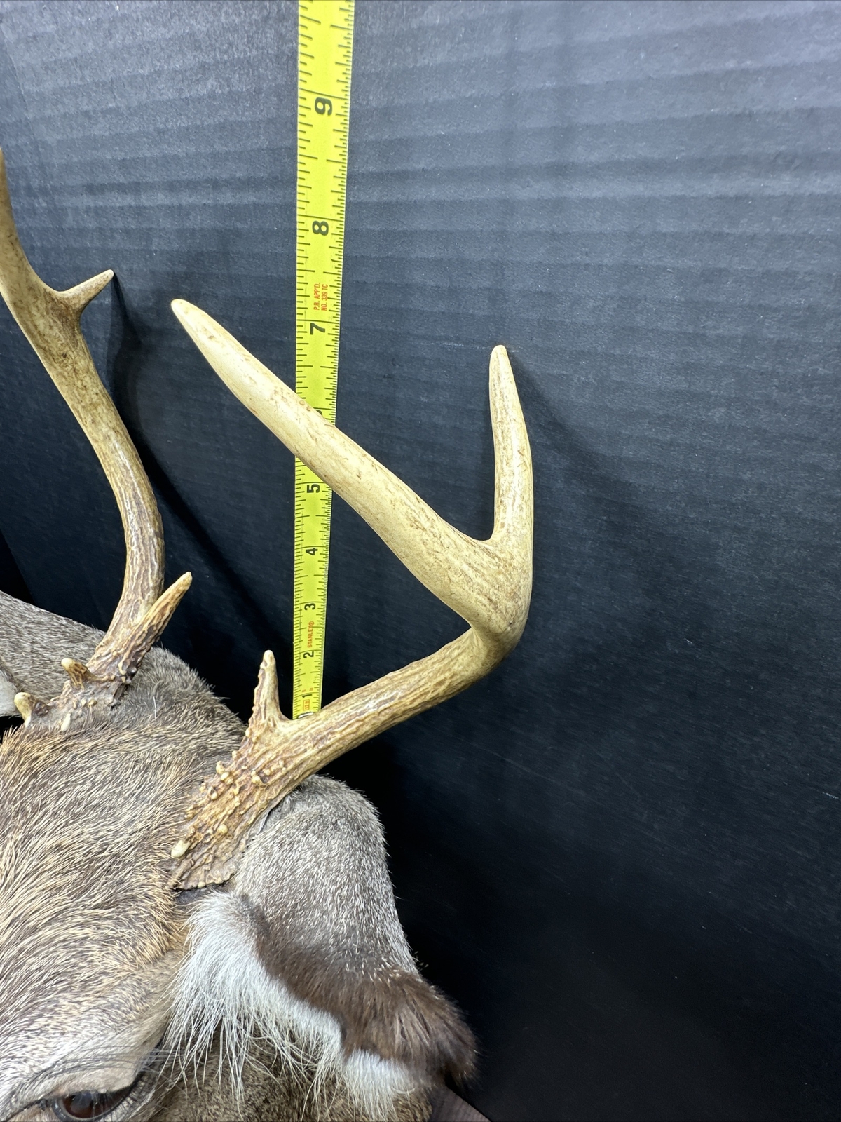 Nice 6 Point Whitetail Deer Buck Shoulder Mount Taxidermy
