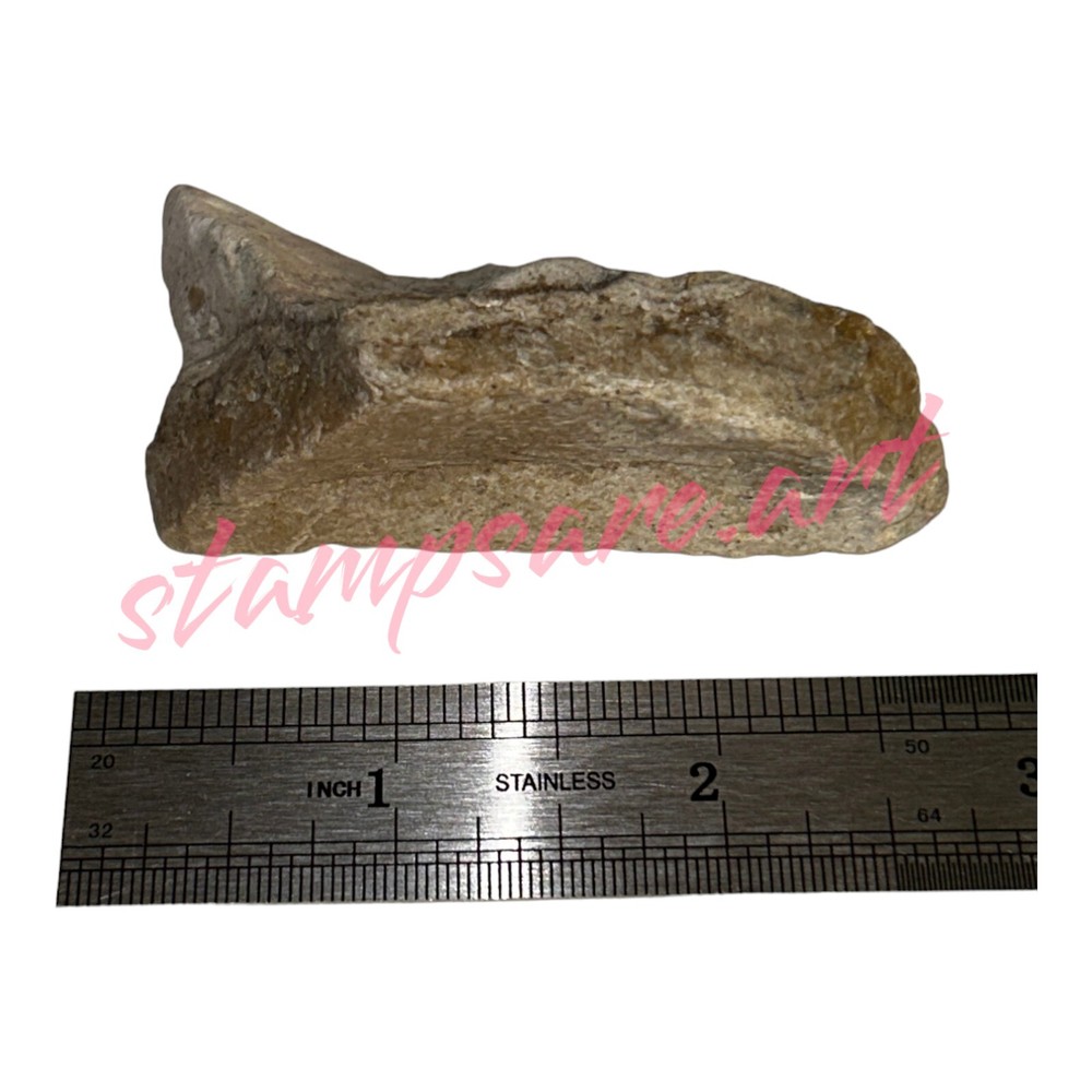 Four Imprint Fossils