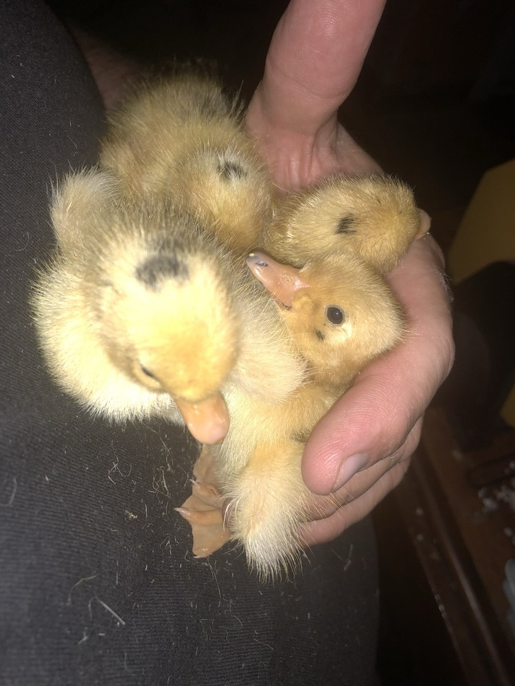 ancona duck eggs, Dozen