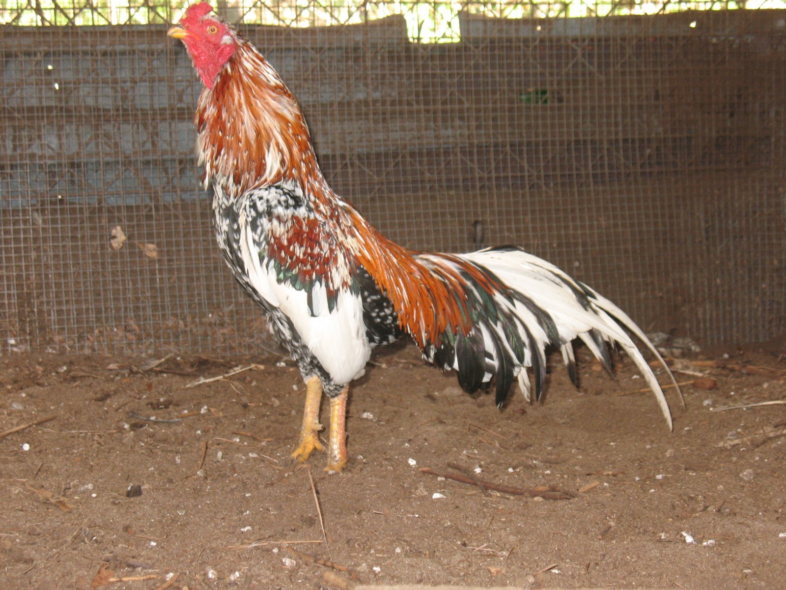 12 ASSORTED WAHL ASIL EGGS