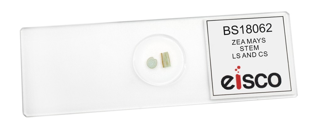 Zea Mays Stem - Prepared Microscope Slide - 75x25mm - Eisco Labs