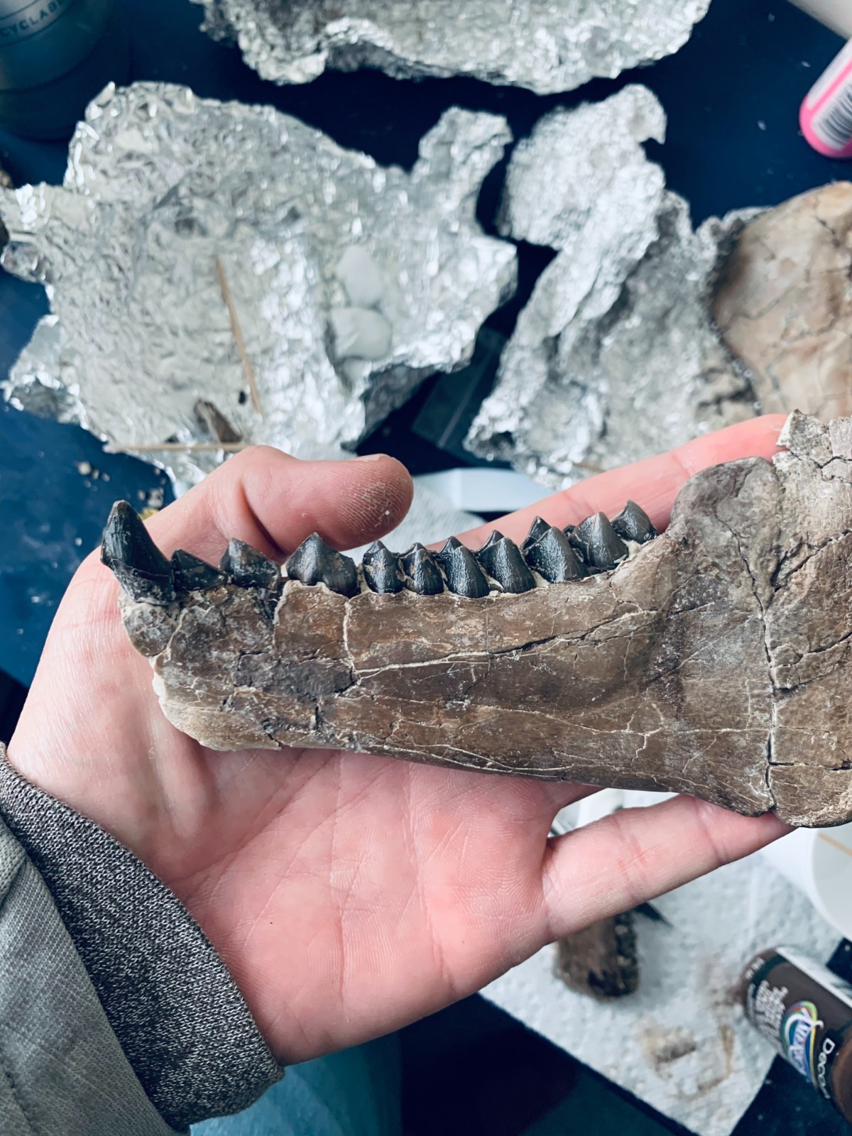 Fossil Merycoidodon Oreodont Teeth In Jaw, White River Badlands,