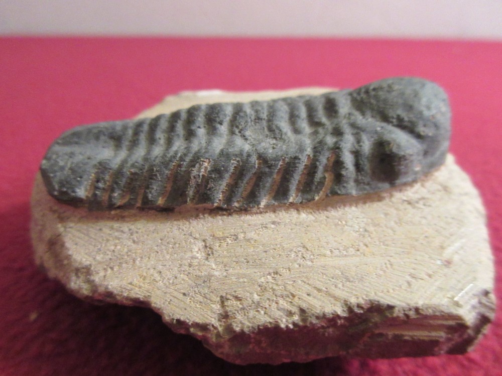 Fossil trilobite 9.2oz