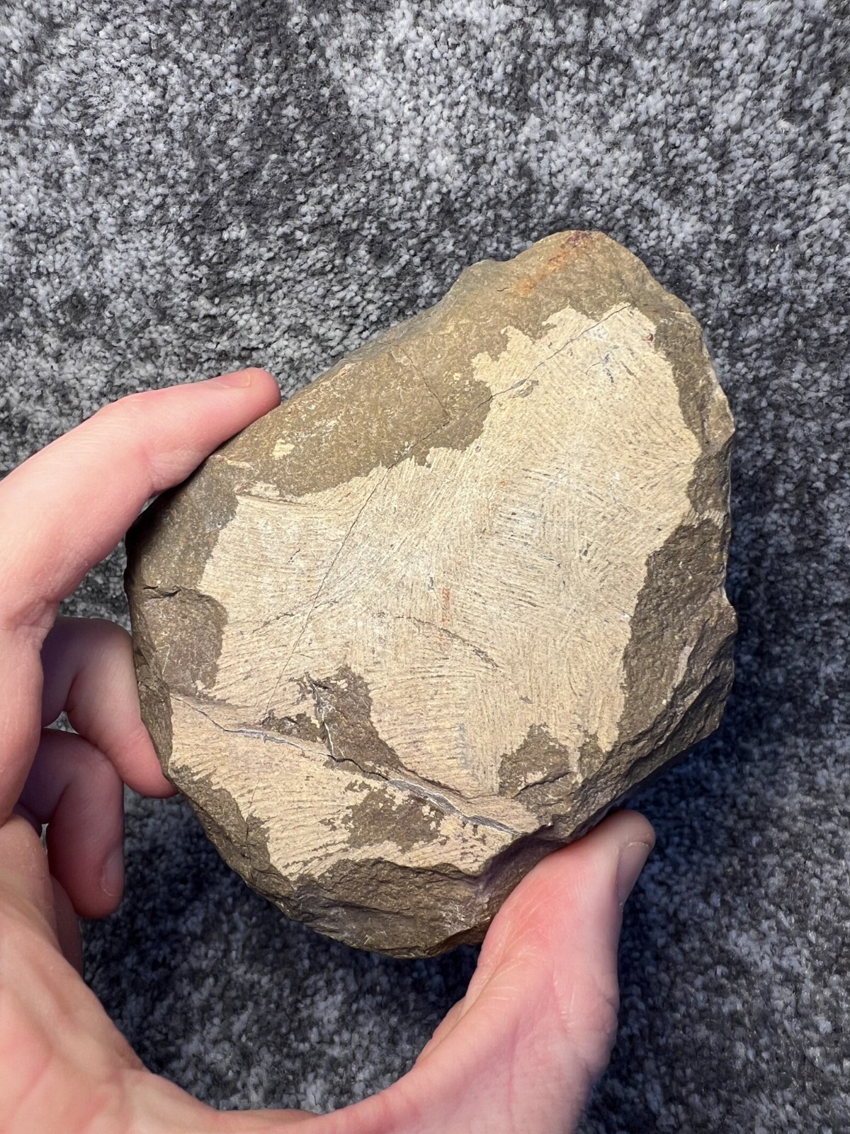 Reedops Trilobite Fossil – Detailed Collector Specimen