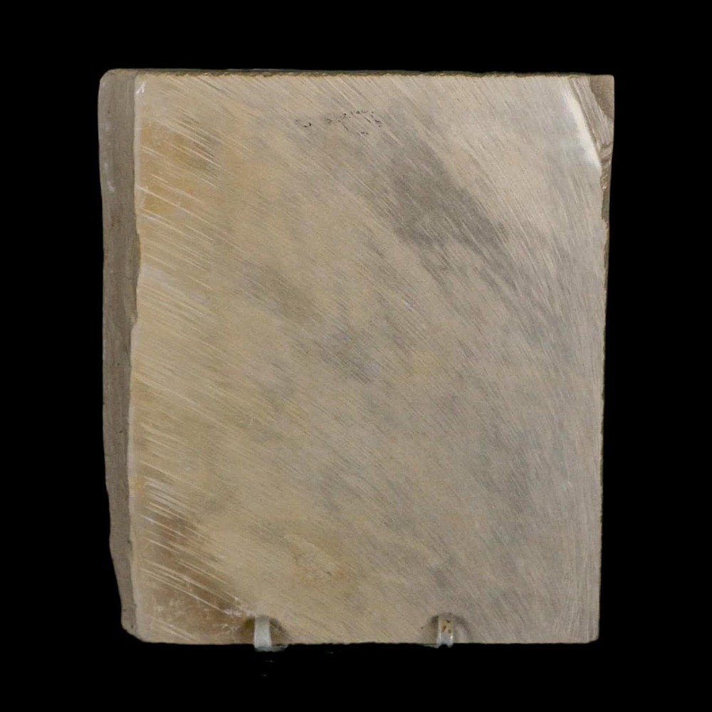 4.2" Eurypterus Sea Scorpion Fossil Eurypterid Silurian 420 Mil Yrs Old New York