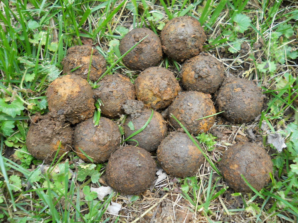 Old Rare Vintage Antique Civil War Relic Confederate Canister Shot Appomattox VA