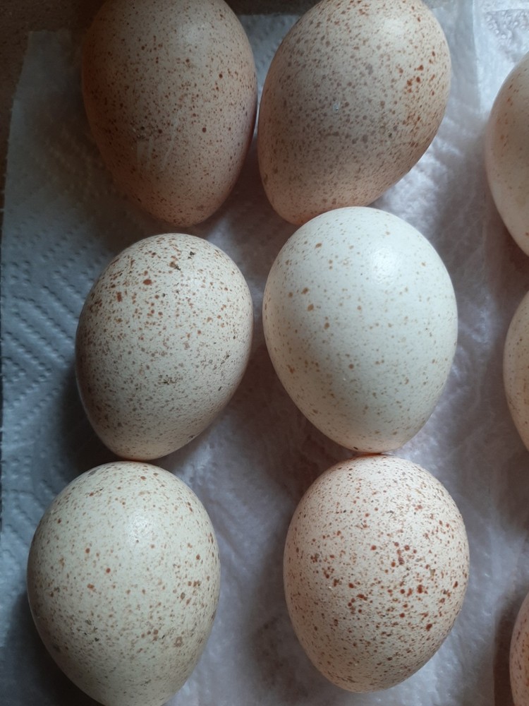 12 Eastern Wild Turkey Hatching Eggs