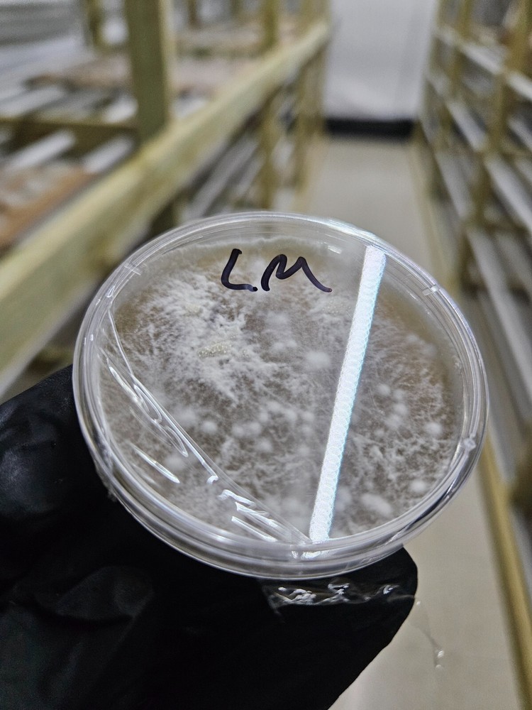 Colonized Lions Mane Agar For Mushroom Spawn Grow