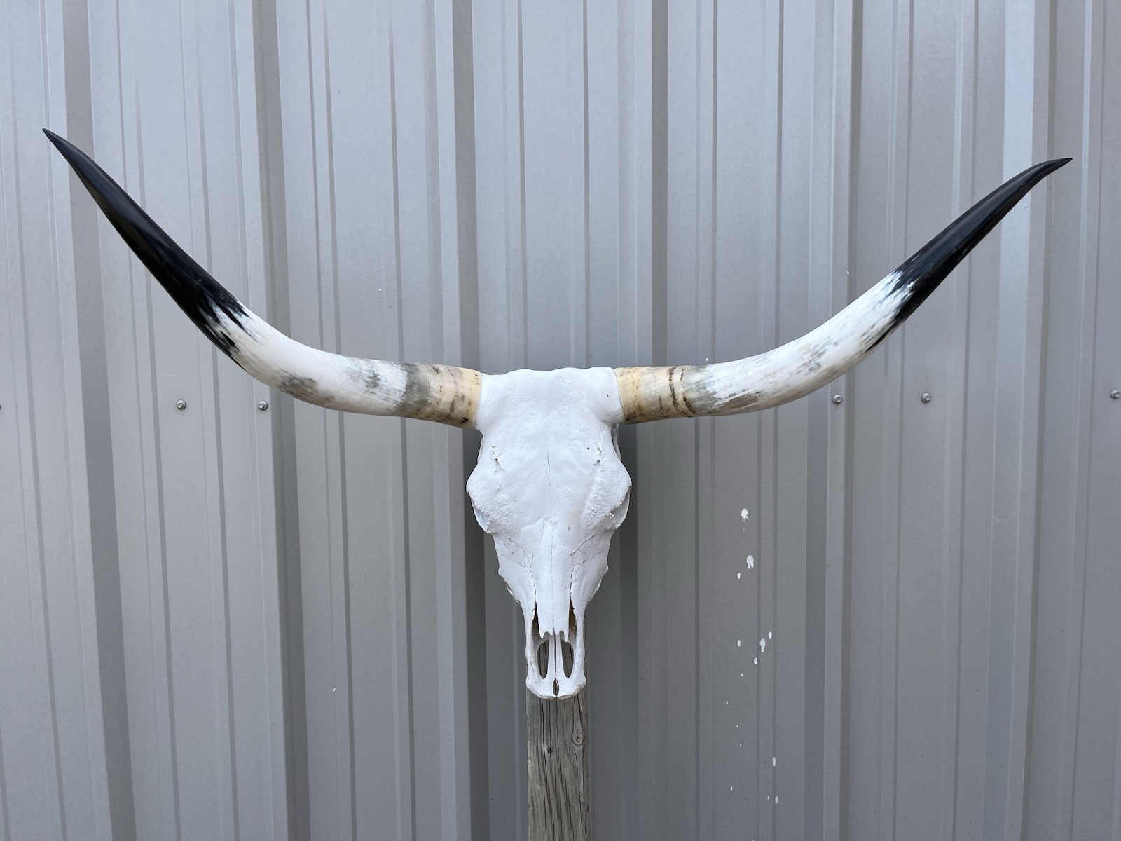 Longhorn STEER SKULL 3 Feet 8 Inches WIDE Horns BULL HORN MOUNTED COW HEAD
