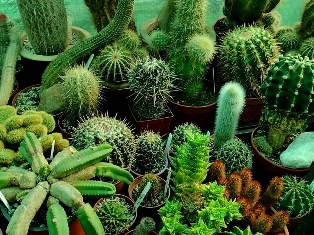 Succulent & Cactus Plant Potting Soil Mix Peat Moss & Perlite, 1 quart - 4 gal