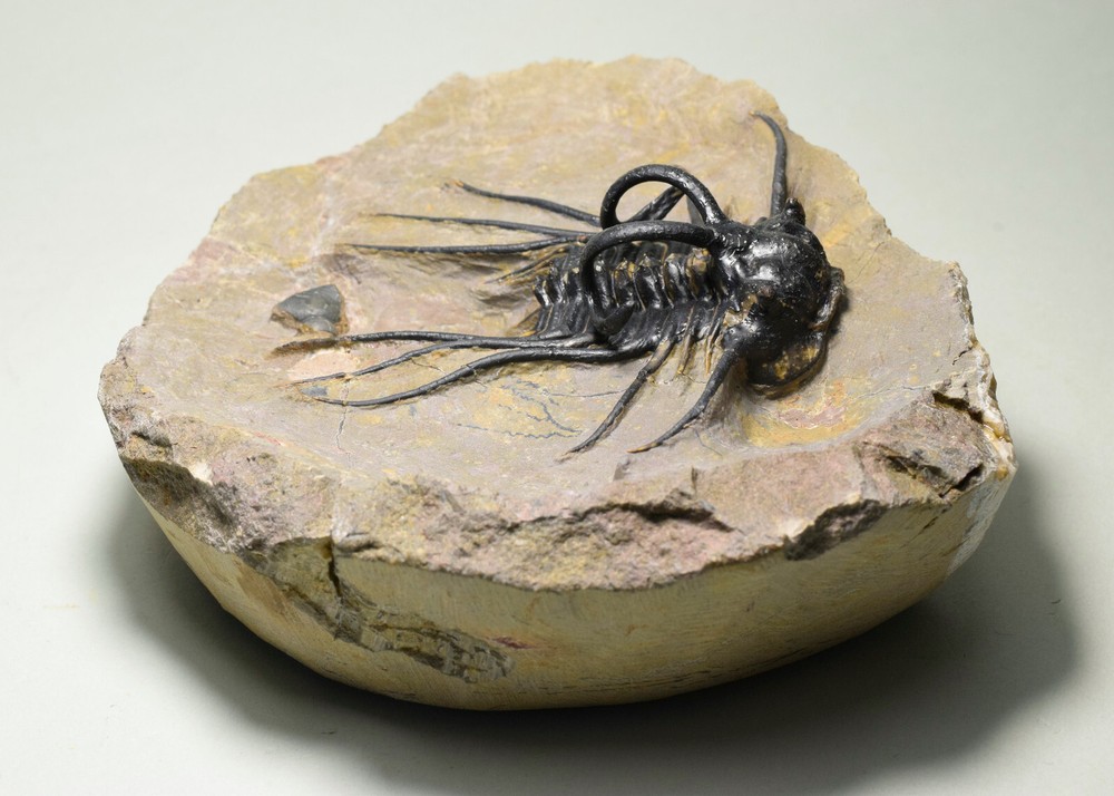 Beautiful spiny trilobite – Dicranurus monstrosus