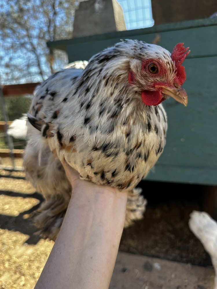 6 ++ Bantam hatching eggs 🐣