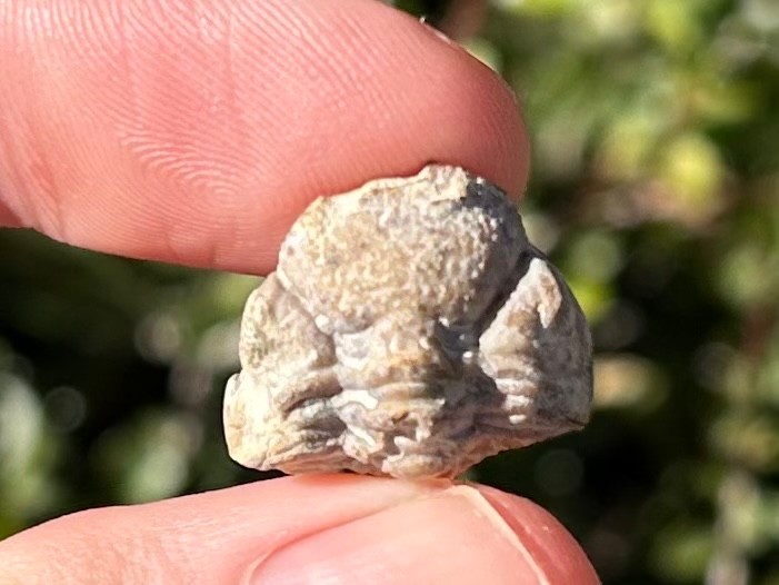 Oklahoma Fossil Trilobite Paciphacops campbelli Devonian Age Bug Enrolled