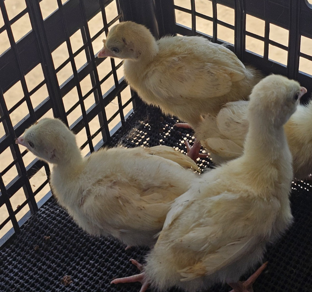 6 Royal Palm Turkey Hatching Eggs