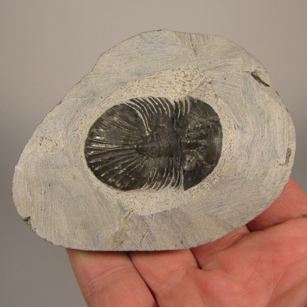 1.5" Scabriscutellum TRILOBITE Fossil on Matrix - Devonian Age - Morocco