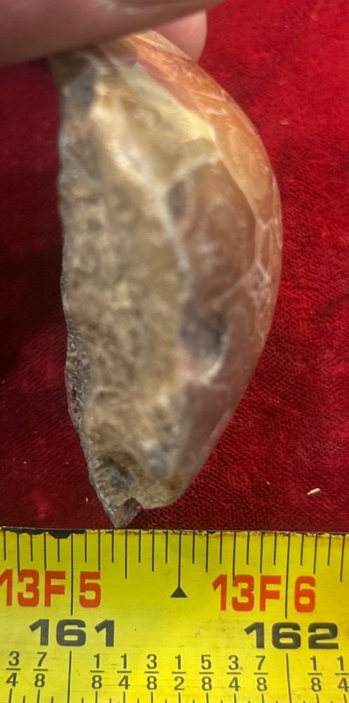 Petrified Coral End Polished