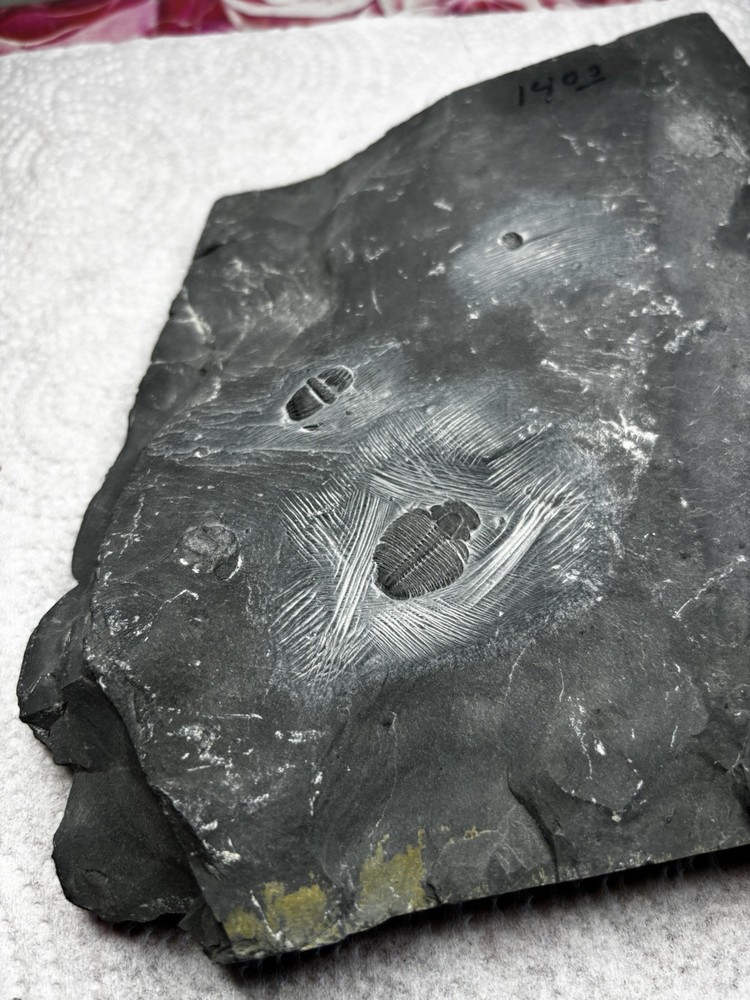 Large Stone Trilobite Fossil Multiple
